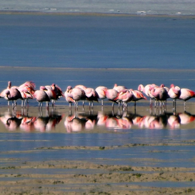 flamingos v0